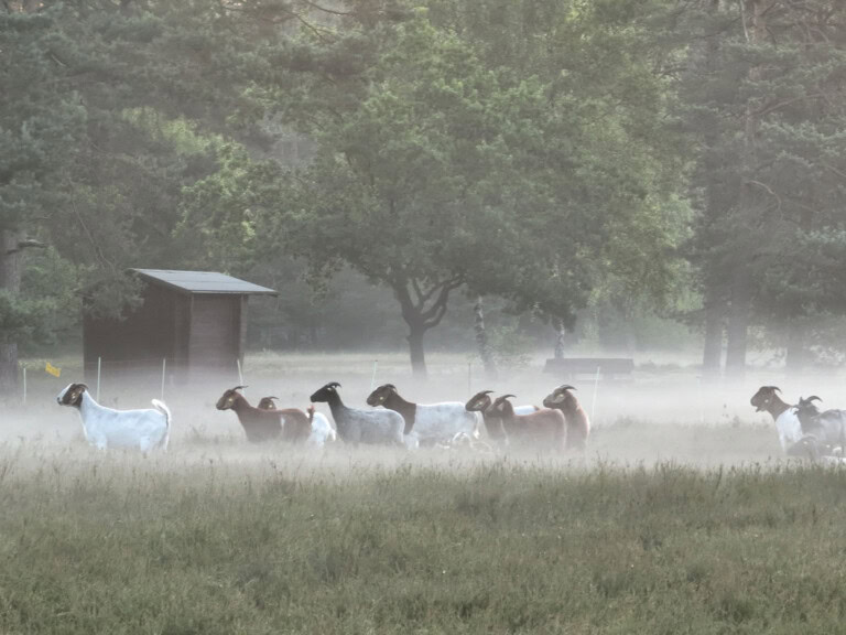 Winsen (Aller): Urlaub in der Lüneburger Heide